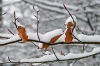Schnee auf Blaettern - (c) R Plock.jpg